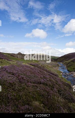 Heather in voller Blüte auf Reeth Moor, North Yorkshire mit den Ruinen von Surrender Lead Smelt Mill und Old Mill Gill Stockfoto