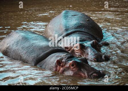 Zwei Nilpferde, Hippofamilie, Wildtiere, Wildtiere, Nationalpark, Nilpferde im Wasser Stockfoto