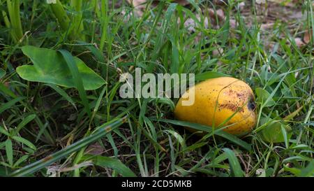 Eine reife Mango, die von einem Baum fällt. Verbessert die Schönheit der Natur. Stockfoto