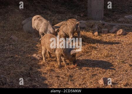 Mangalica eine ungarische Rasse von Hausschwein. Schwein mangaliza. Stockfoto