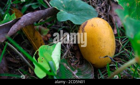 Eine reife Mango, die von einem Baum fällt. Verbessert die Schönheit der Natur. Stockfoto