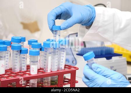 Probenvorbereitung durch analytischen Chemiker. Nahaufnahme Womans Hand nehmen falcone Tube und setzen sie in den Rack. Entwicklung von Arzneimitteln Stockfoto