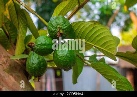 Guava ist eine häufig vorkommende tropische Frucht, die in vielen tropischen und subtropischen Regionen angebaut wird. Stockfoto