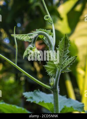 Calabash (Lagenaria siceraria), auch bekannt als Flaschenkürz, Weißblütenkürbis, lange Melone, Stockfoto