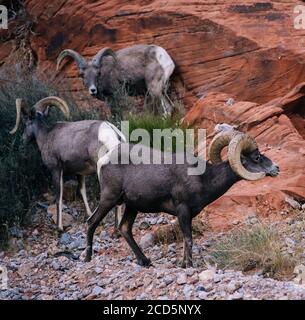 Blick auf Big Horn Schafe (Ovis canadensis), State Park, Mohave Desert, Overton, Nevada, USA Stockfoto