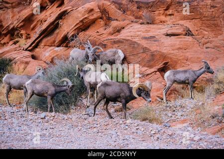 Blick auf Big Horn Schafe (Ovis canadensis), State Park, Mohave Desert, Overton, Nevada, USA Stockfoto