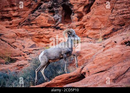 Blick auf Big Horn Schafe (Ovis canadensis), State Park, Mohave Desert, Overton, Nevada, USA Stockfoto