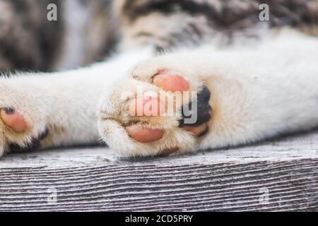 Rosa Katze Hinterpfoten Pads marco niedliche Haut pelzig Stockfoto