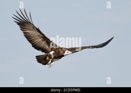 Ein Kapuzen-Geier nähert sich während der Großen Wildebeest-Wanderung, um sich von der Kadaver eines toten Tieres in der Savanne der Maasai Mara zu ernähren. Stockfoto