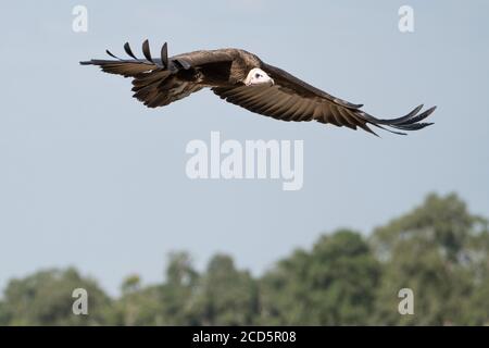 Ein Kapuzen-Geier nähert sich während der Großen Wildebeest-Wanderung, um sich von der Kadaver eines toten Tieres in der Savanne der Maasai Mara zu ernähren. Stockfoto