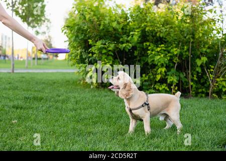 Die Besitzerin spielt mit ihrem Hund im Stadtpark. Die Hand der Frau hält ein Spielzeug. Stockfoto