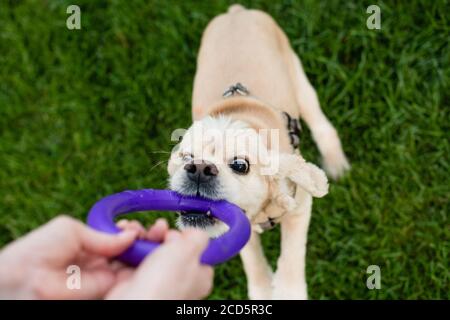 Die Besitzerin spielt mit ihrem Hund im Stadtpark. Die Hand der Frau hält ein Spielzeug. Stockfoto