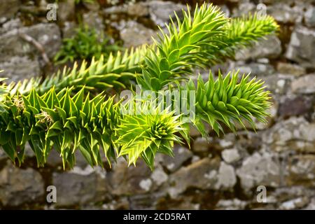 Der Ginkgo-Baum, wie er durch seinen botanischen Namen 'Ginkgo biloba' bekannt ist, ist auch als der Maidenhair-Baum bekannt. Keine Personen. Stockfoto