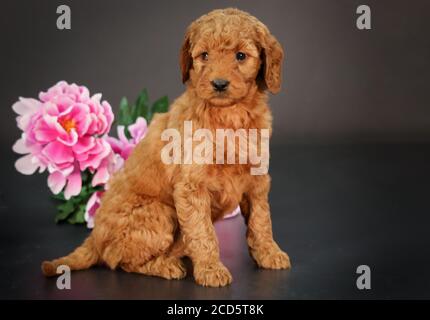 F1 Golddoodle Puppy durch einen Korb mit schwarzem Hintergrund Stockfoto