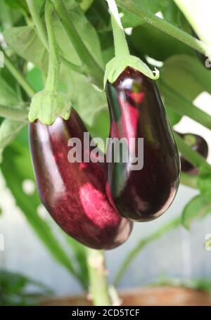 Reife lila Aubergine wächst in einem Gewächshaus auf der Farm Stockfoto