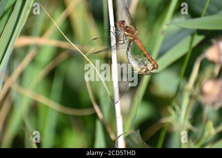 Gemeine Darter kleine Libelle, die lange Perioden auf thront verbringt Vegetation Mauern Zäune sogar Gartenstöcke Es ist bekannt In England Wales Irland Stockfoto
