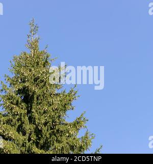 Die Spitze eines Fichtenbaums mit vielen Zapfen gegen einen blauen Himmel. Stockfoto