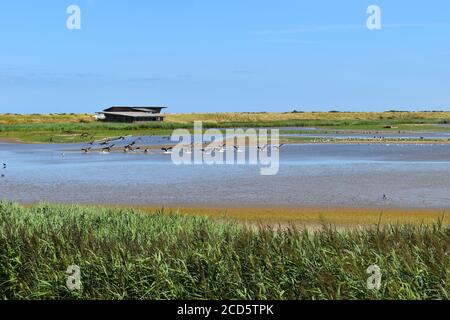 Schar von Stockenten Landung auf Wasser im Norden Norfolk. Sie sind große und schwere Vögel mit langem Körper und breiten Schnabelzucht in allen Teilen des Vereinigten Königreichs Stockfoto