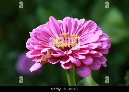 Zinnia elegans Blume (elegante Zinnia) aus nächster Nähe Stockfoto