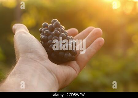 Die Hand eines Mannes hält ein Bündel von dunklen reifen Frisch gepflückte Trauben gegen Sonnenuntergang Stockfoto