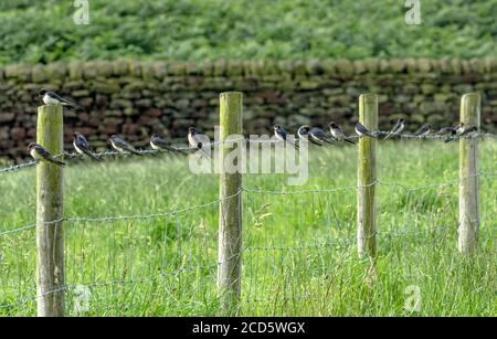 Schwalben (UK) versammeln sich im Spätsommer auf einem Stacheldrahtzaun in Yorkshire. Sie versammeln sich vor der Migration nach Afrika. Stockfoto