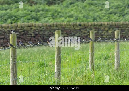 Schwalben (UK) versammeln sich im Spätsommer auf einem Stacheldrahtzaun in Yorkshire. Sie versammeln sich vor der Migration nach Afrika. Stockfoto