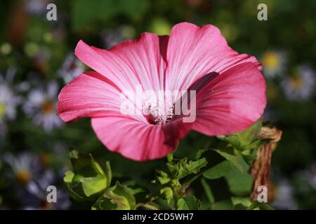 Blüten von rosa Lavater oder jährlich, Rose, königliche oder königliche Malvenblüten im Garten aus nächster Nähe Stockfoto