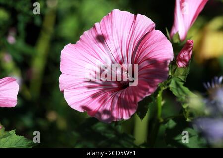 Blüten von rosa Lavater oder jährlich, Rose, königliche oder königliche Malvenblüten im Garten aus nächster Nähe Stockfoto