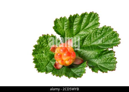 Helle Moltebeeren mit Blättern auf weißem Hintergrund Stockfoto