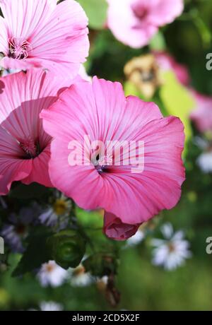 Blüten von rosa Lavater oder jährlich, Rose, königliche oder königliche Malvenblüten im Garten aus nächster Nähe Stockfoto