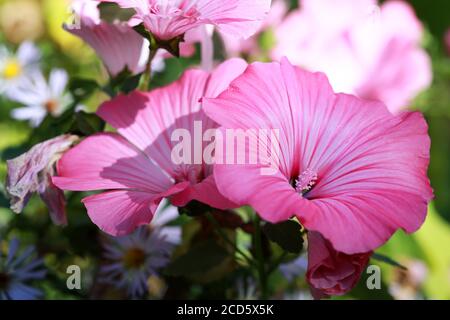 Blüten von rosa Lavater oder jährlich, Rose, königliche oder königliche Malvenblüten im Garten aus nächster Nähe Stockfoto