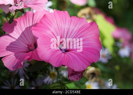 Blüten von rosa Lavater oder jährlich, Rose, königliche oder königliche Malvenblüten im Garten aus nächster Nähe Stockfoto