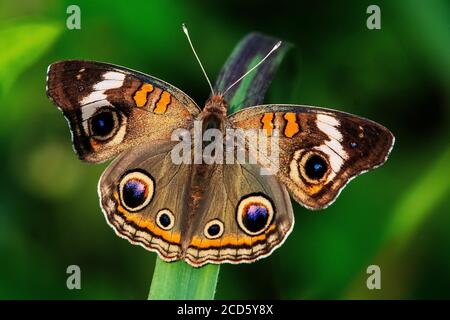 Gewöhnliche buckeye Schmetterling Nahaufnahme Stockfoto