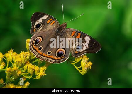 Gewöhnlicher buckeye-Schmetterling, Junonia Coenia Stockfoto