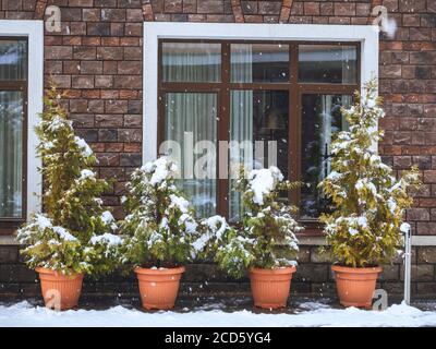 Töpfe mit Thuja Sträuchern stehen unter dem Fenster auf dem Straße mit Schnee bedeckt Stockfoto