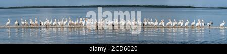 Große Gruppe amerikanischer Weißpelikane (Pelecanus erythrorhynchos), Gasparilla Sound, Golfküste, Florida, USA Stockfoto