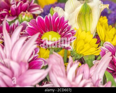 Gruppe von bunten Blumen Stockfoto