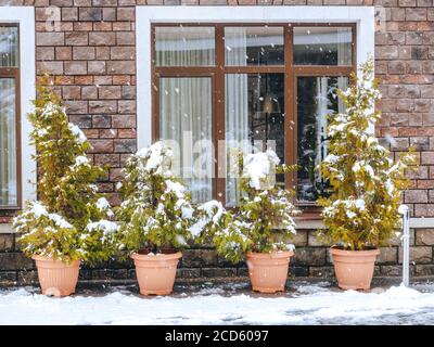 Unter einem großen Fenster stehen Plastiktöpfe mit Thuja-Sträuchern Auf der mit Schnee bedeckten Straße Stockfoto