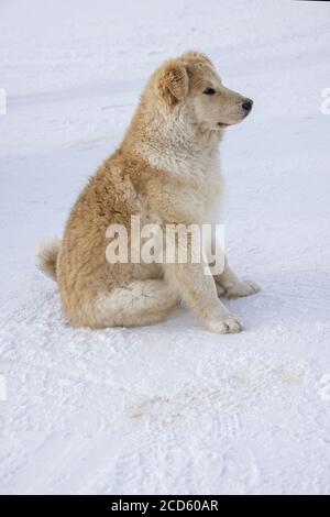 Ein samoyed Hund auf dem gefrorenen Wasser des ob Flusses, Jamal-Nenzen Autonomen Okrug, Russland Stockfoto