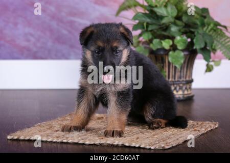 Deutscher Schäferhund-Welpen Stockfoto