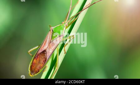 Bunte grüne und braune Käfer, Insekt mit langen Antennen, die auf einem Blatt klettern, Makrofotografie der kleinen Wildtiere, die in unseren Gärten leben Stockfoto