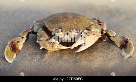 Krabbe auf dem Sand bei Sonnenuntergang, eine starke Karapace für den Schutz und zwei große Krallen für die Verteidigung, ist diese Kruste ein gewaltiger Kämpfer. Makro-Foto Stockfoto