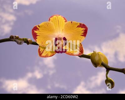 Nahaufnahme der gelben und roten Orchidee Stockfoto