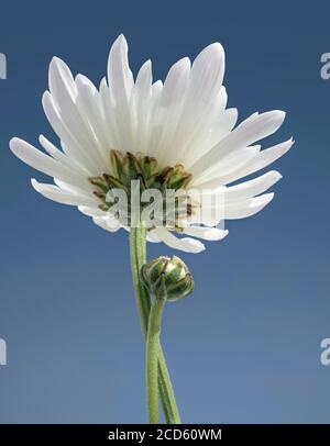 Nahaufnahme der weiße Chrysantheme Blume Stockfoto