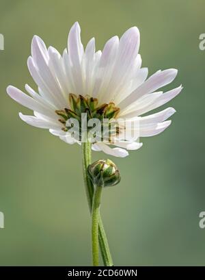 Nahaufnahme der weiße Chrysantheme Blume Stockfoto