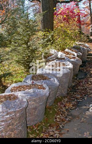 Eine Reihe von großen Plastiktüten bis zum Rand gefüllt mit Eiche Blätter auf dem Bordstein warten für die Entsorgung im Herbst gesammelt werden Stockfoto