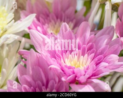 Nahaufnahme von rosa Chrysanthemen Stockfoto