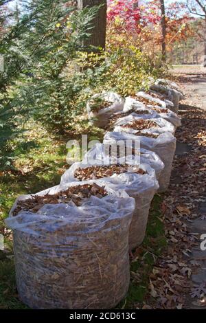 Eine Reihe von großen Plastiktüten bis zum Rand gefüllt mit Eiche Blätter auf dem Bordstein warten für die Entsorgung im Herbst gesammelt werden Stockfoto