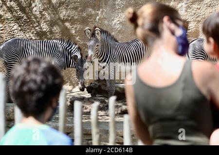 Los Angeles, USA. August 2020. Am 26. August 2020 schauen sich die Menschen Zebras im Los Angeles Zoo in Los Angeles, USA, an. Der Zoo von Los Angeles wurde am Mittwoch wieder für die Öffentlichkeit geöffnet, nachdem er wegen der anhaltenden COVID-19-Pandemie für 166 Tage geschlossen war. Quelle: Xinhua/Alamy Live News Stockfoto