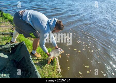 Der Sportfischer gibt den gefangenen Karpfen wieder ins Wasser. Zuvor hat er es gemessen und ein Foto mit dem Fisch gemacht. Stockfoto